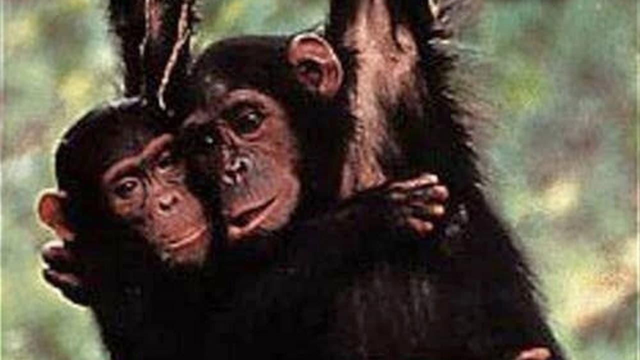 Scen från Among the Wild Chimpanzees