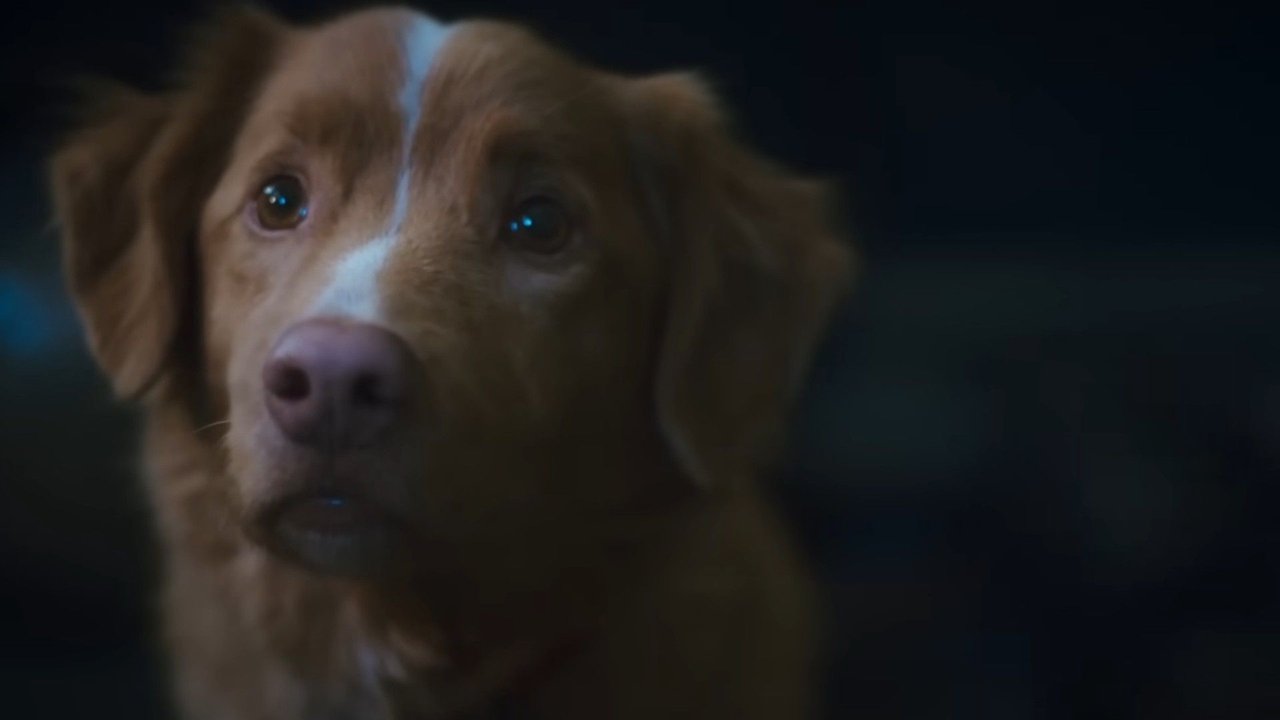 Good Boy