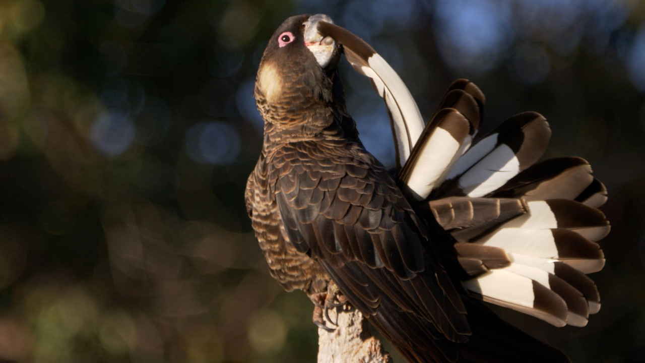 Black Cockatoo Crisis still 3