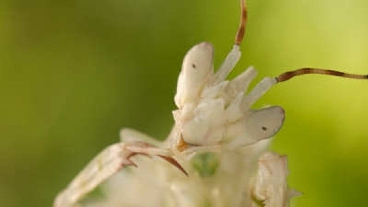 Micro Monsters with David Attenborough — Épisode 3