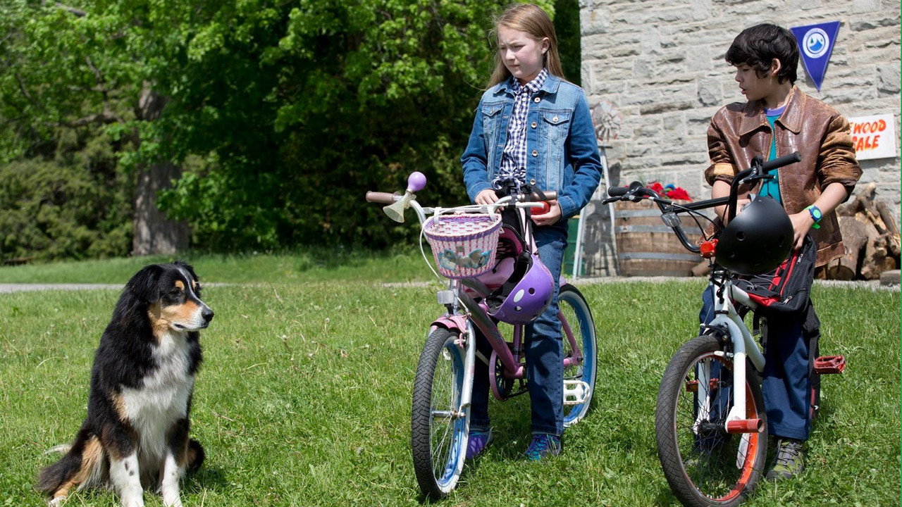 Bark Ranger backdrop