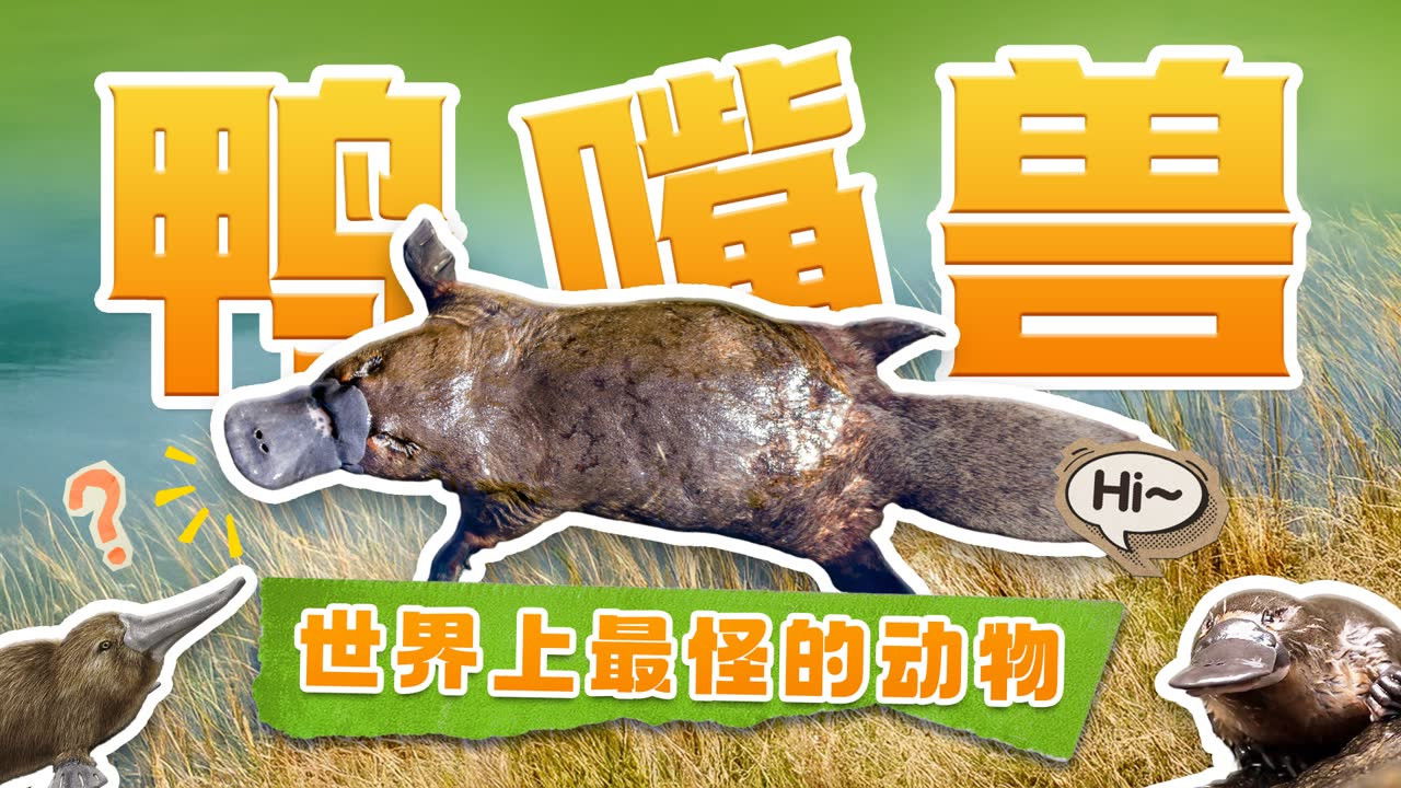 斑马百科探索 — Épisode 7