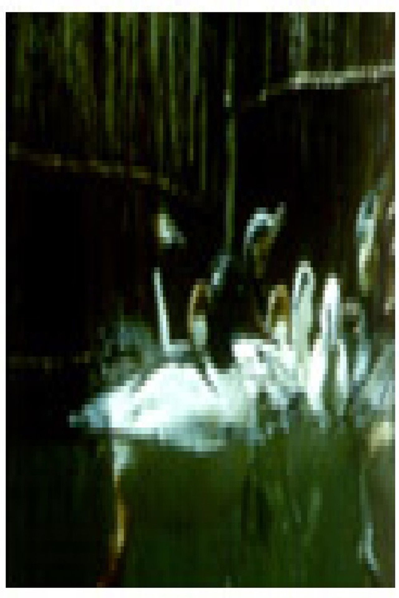 Birds and Fish Backdrop