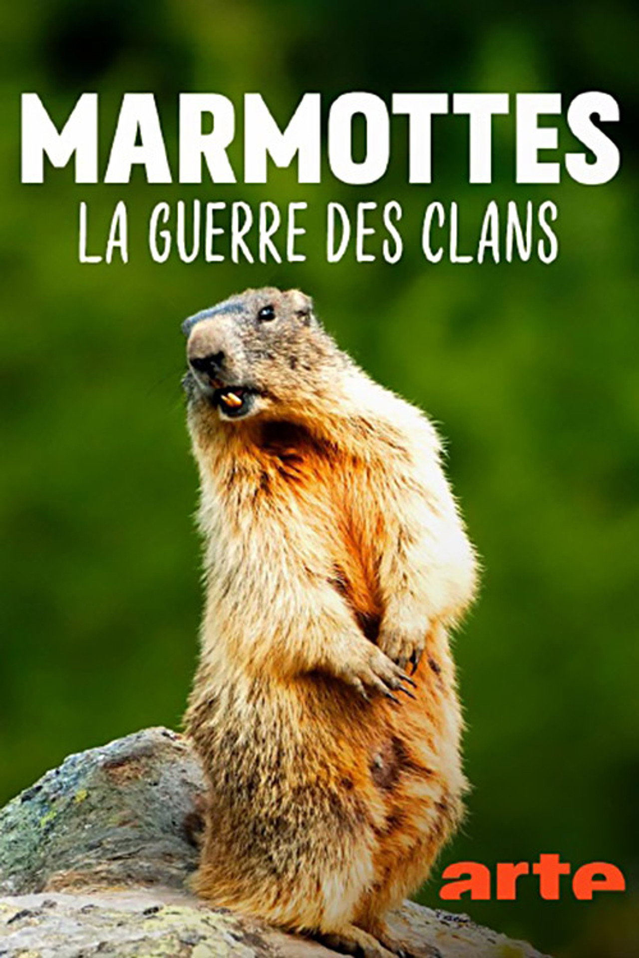 Marmottes la Guerre des Clans