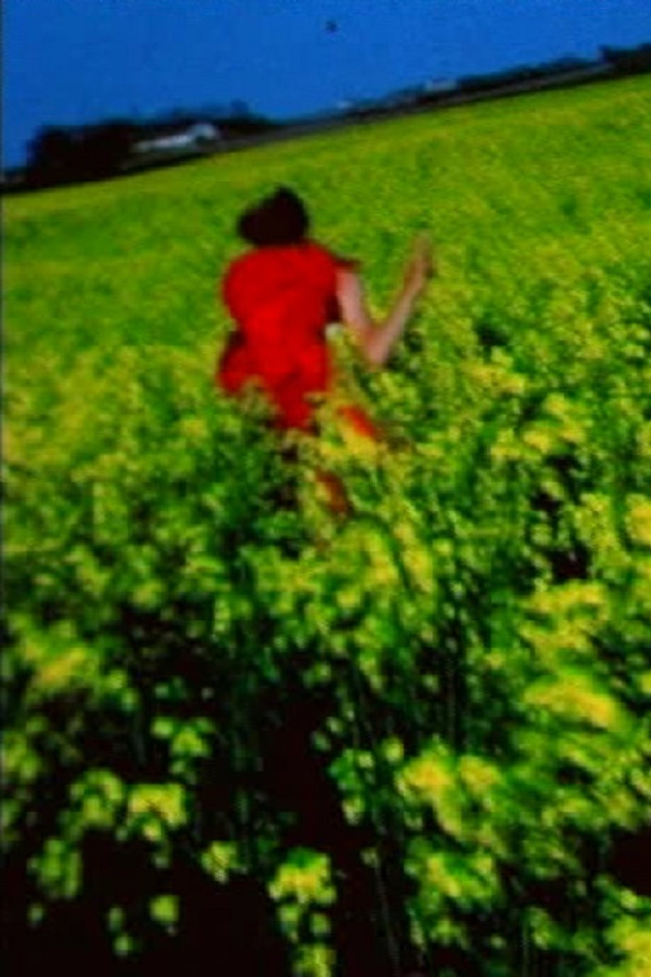 Nirona filmaffisch