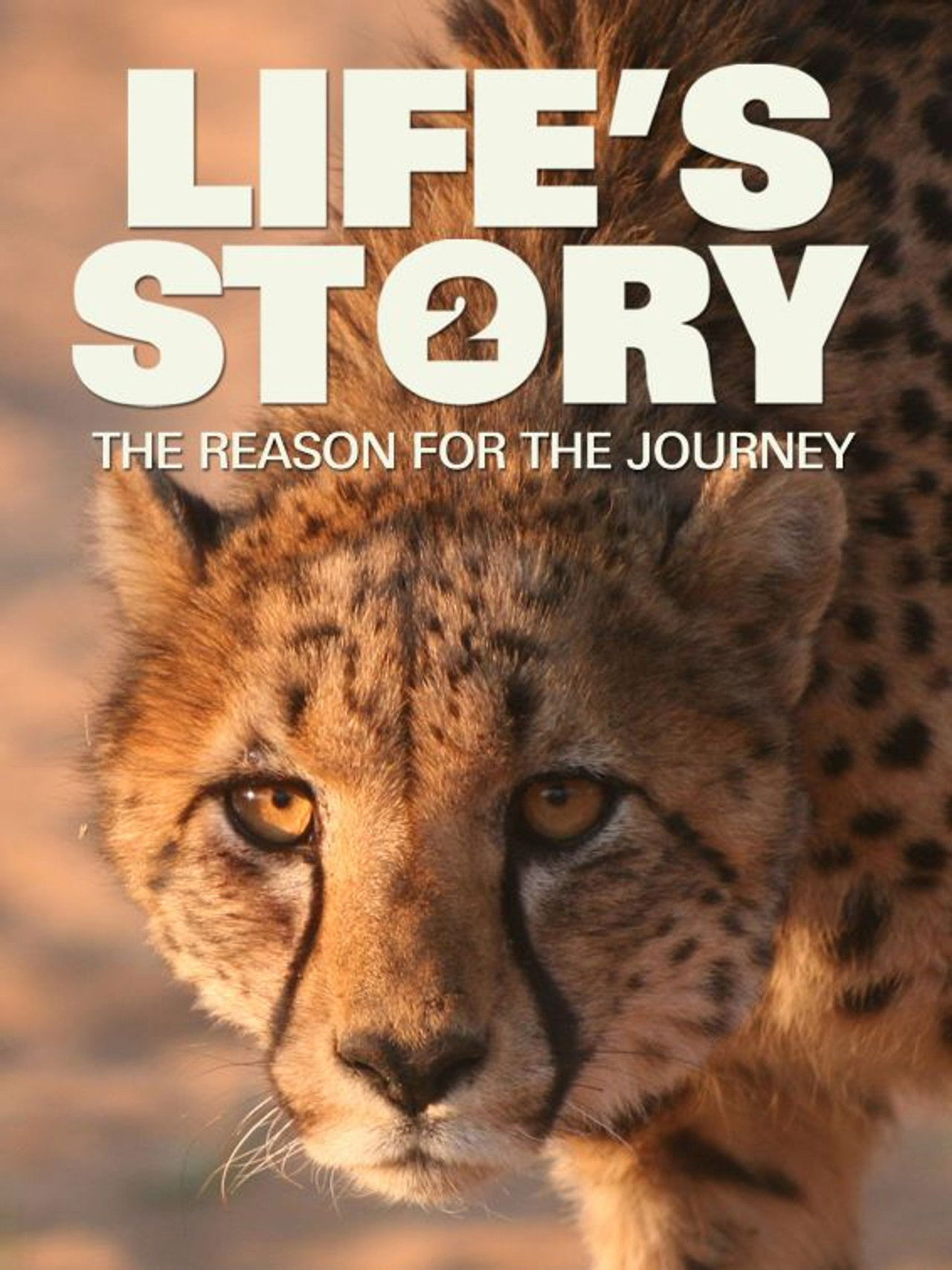 Life's Story 2: The Reason For The Journey Backdrop