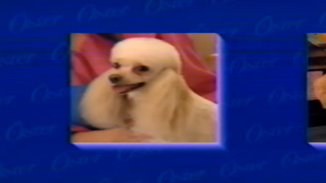 Oster Home Pet Grooming Video