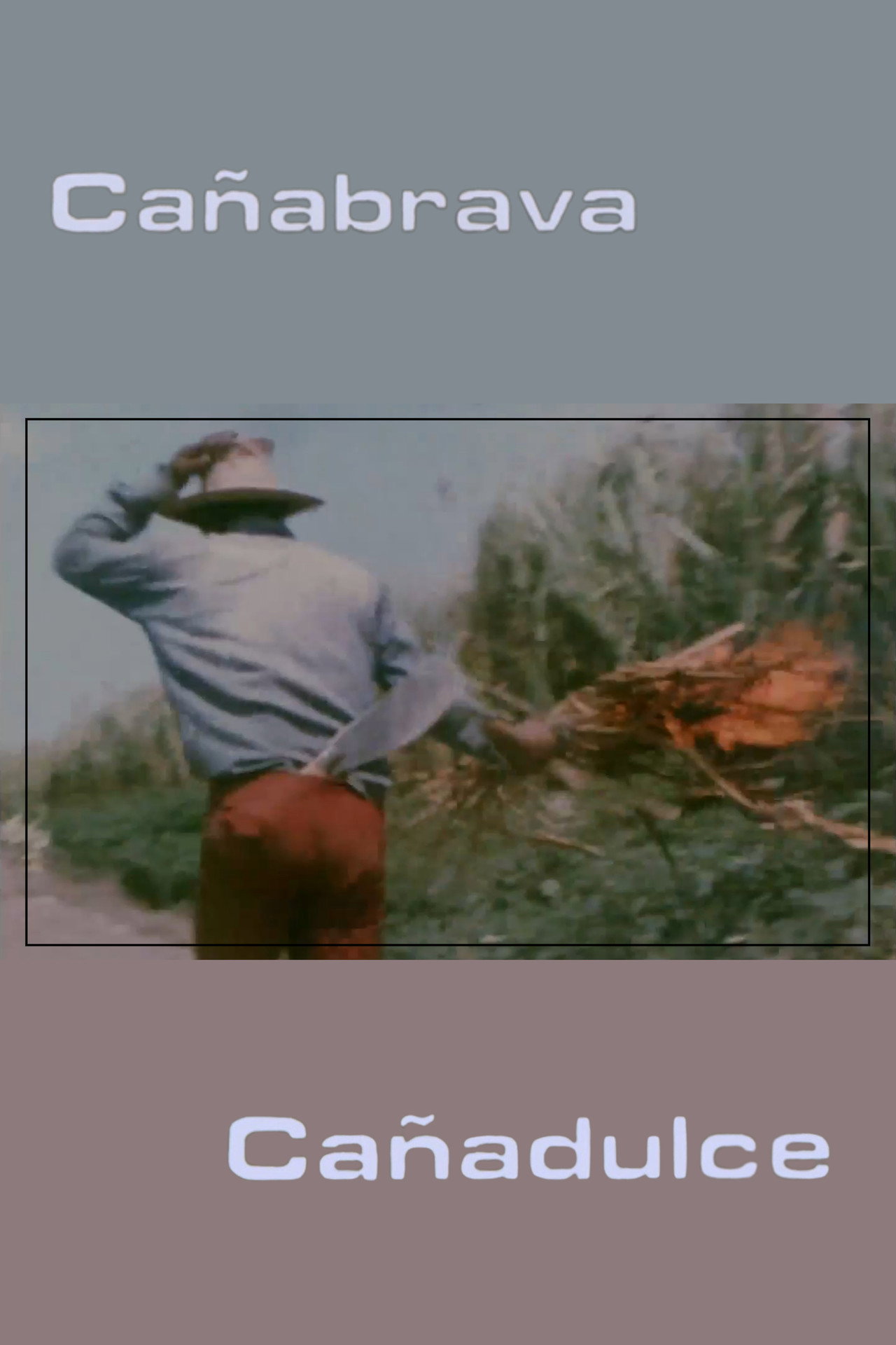 Cañabrava Cañadulce filmaffisch