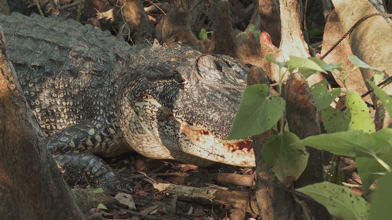 Swamp People - Season 15 Episode 1 : Cruel Summer