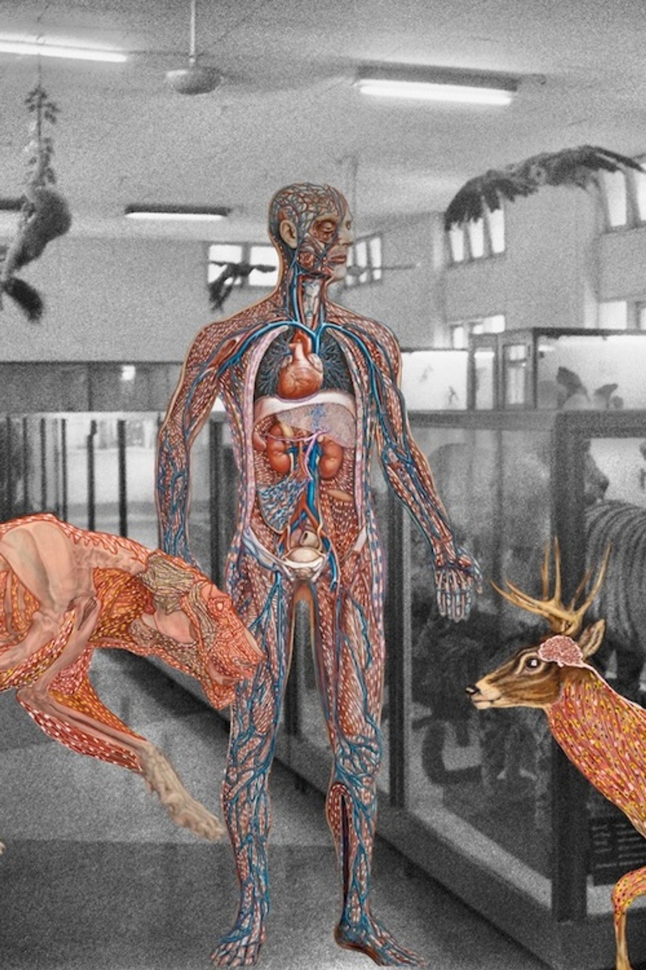 Myanmar Anatomy filmaffisch