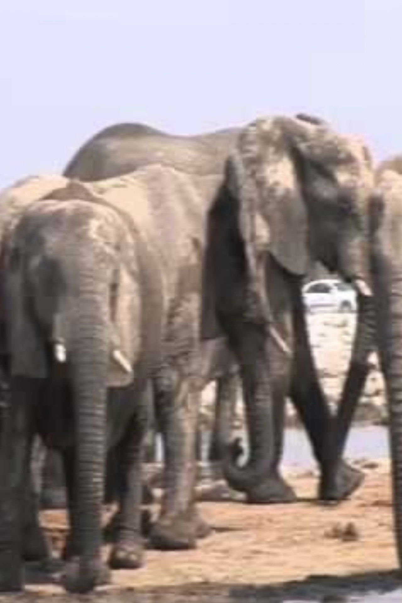 Afterimages Backdrop