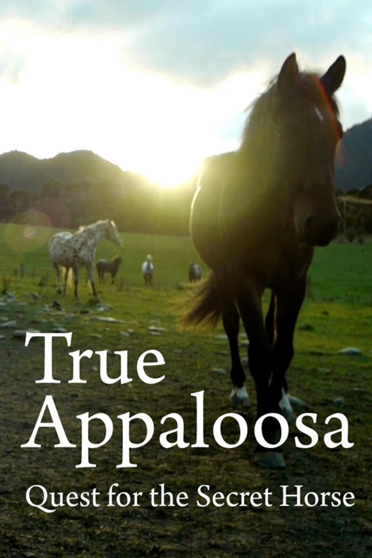 True Appaloosa filmaffisch