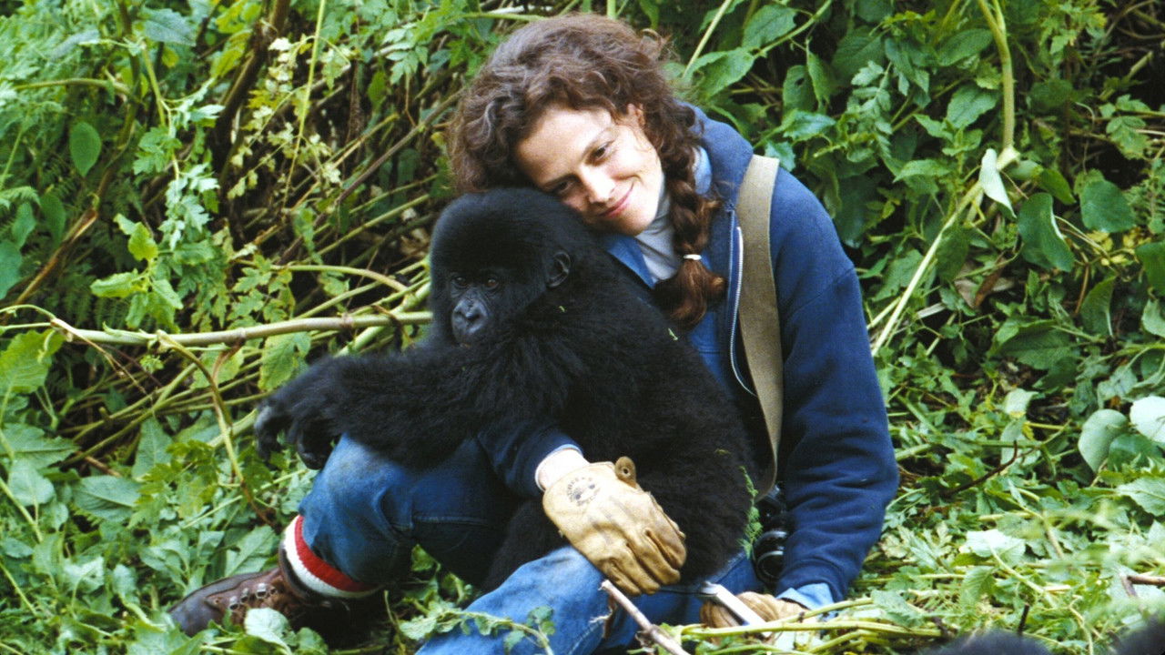 Gorillas in the Mist photo 1