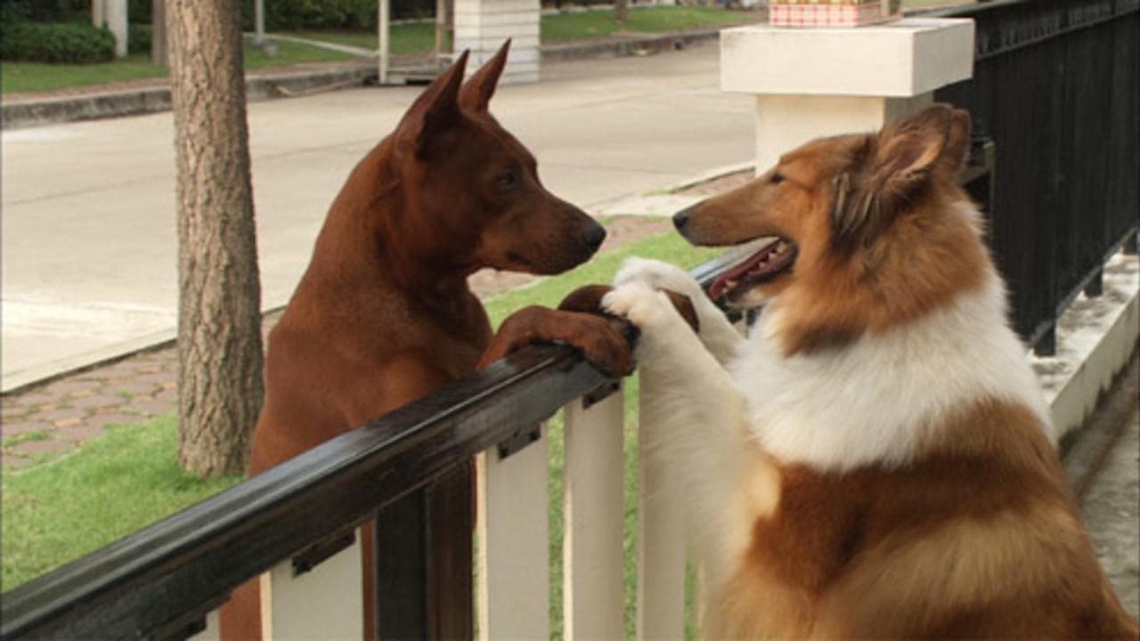 Scen från Hundäventyr i Bangkok