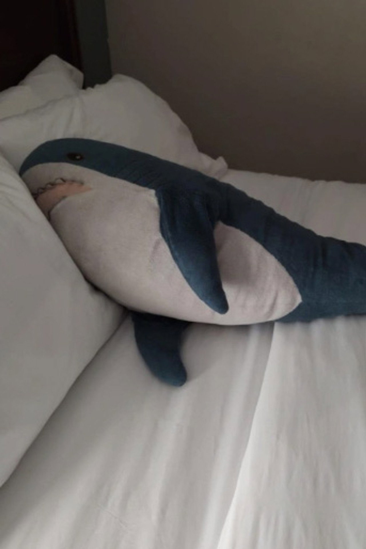 Brutus Shark