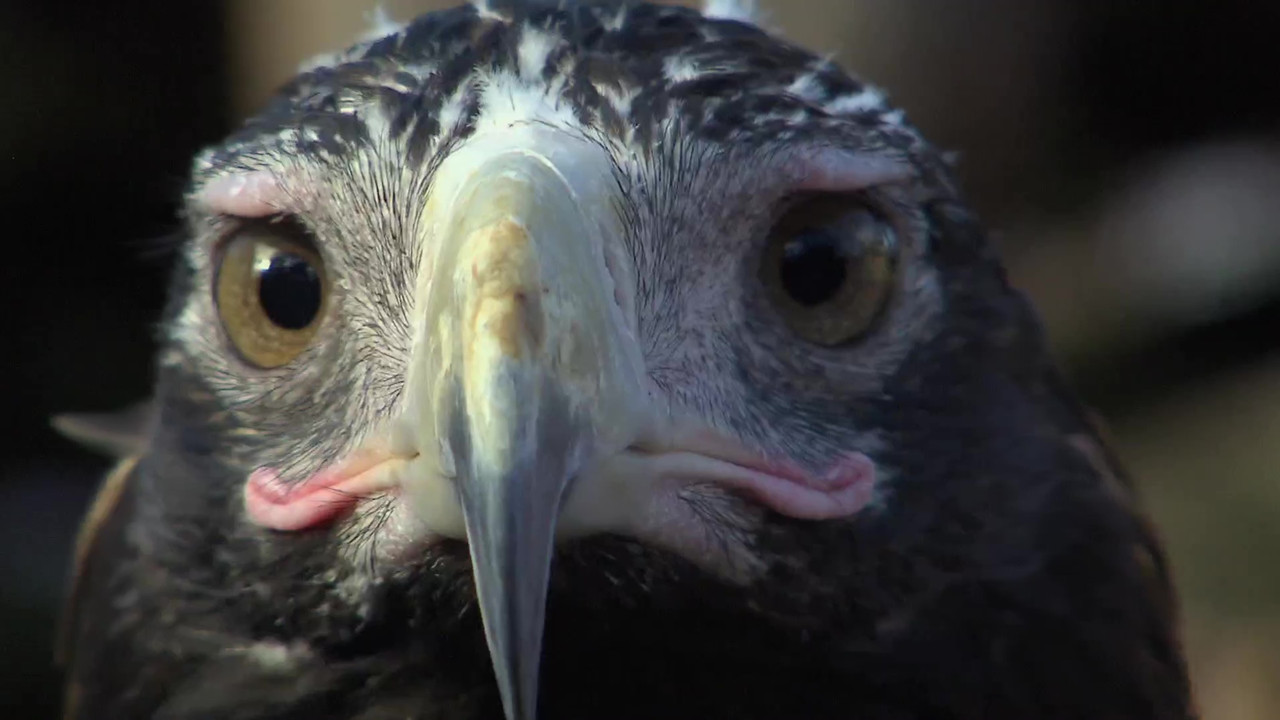 Wild Ones — Épisode 8