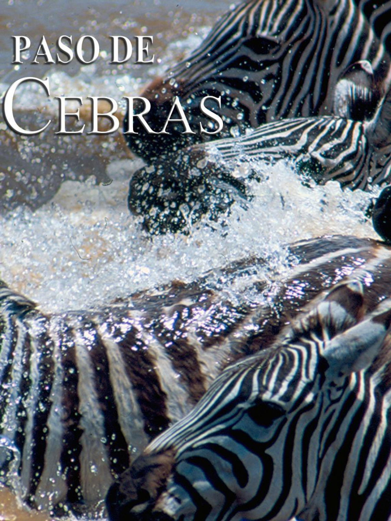 Zebras on the move Backdrop