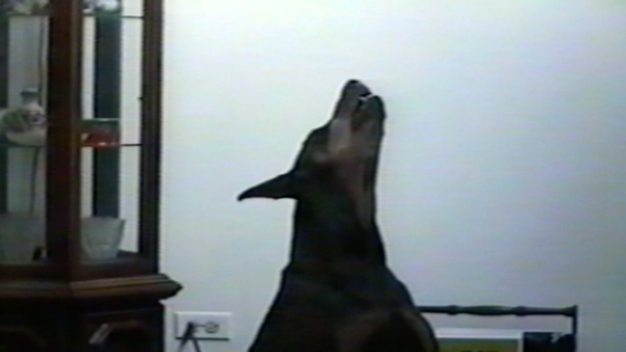 Funniest Pets & People backdrop