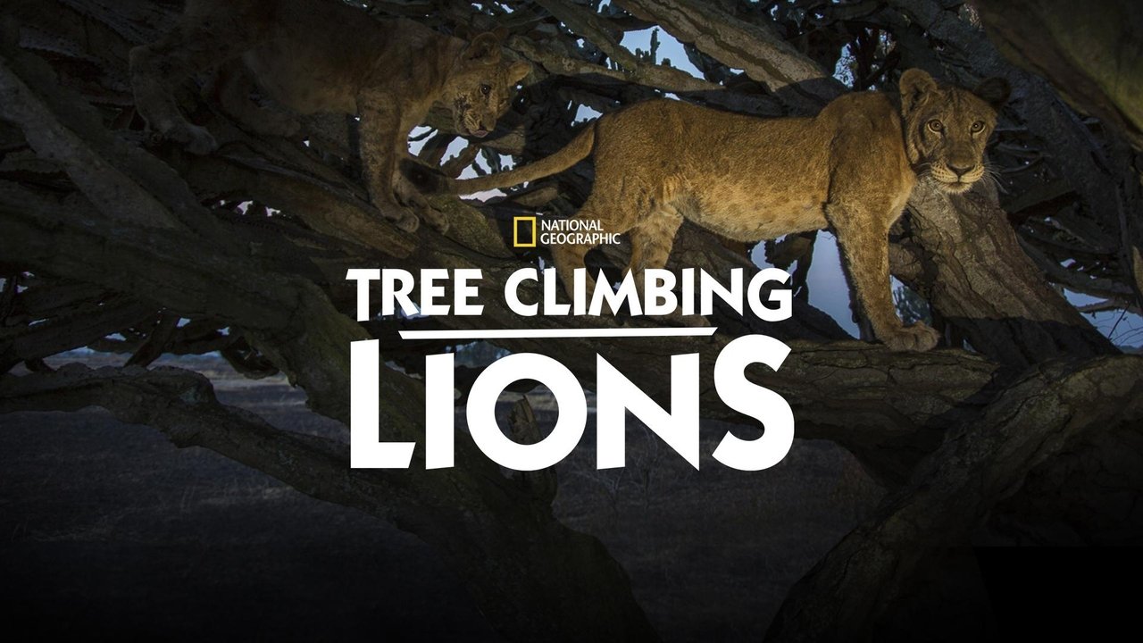 Tree Climbing Lions background