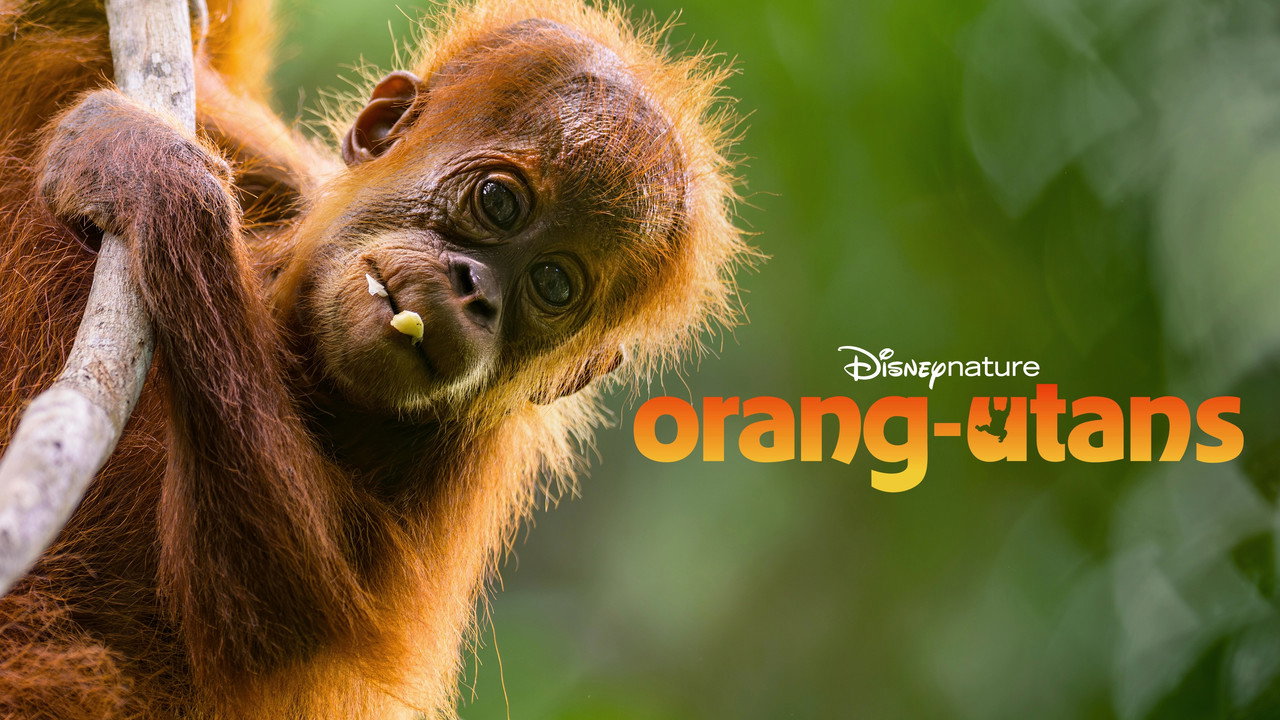 Orangutan backdrop