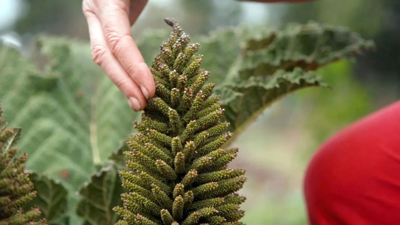 Gardening Australia - Season 35 Episode 2 : Episode 2 Summer: Codling moth and social media sensation