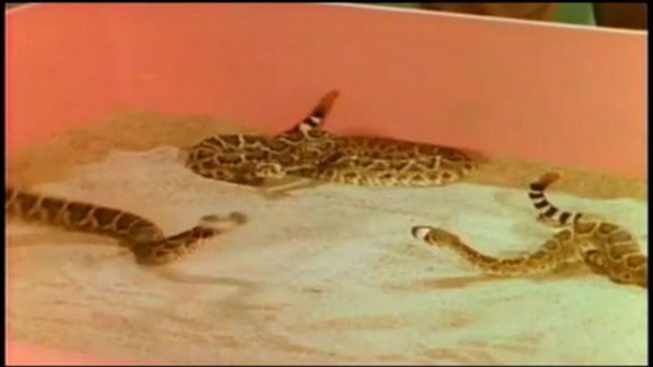 Mutual of Omaha's Wild Kingdom — Épisode 9