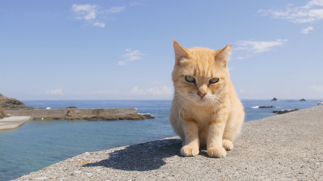 NHK WORLD PRIME - Season 7 Episode 6 : Raising a Family on Cat Island