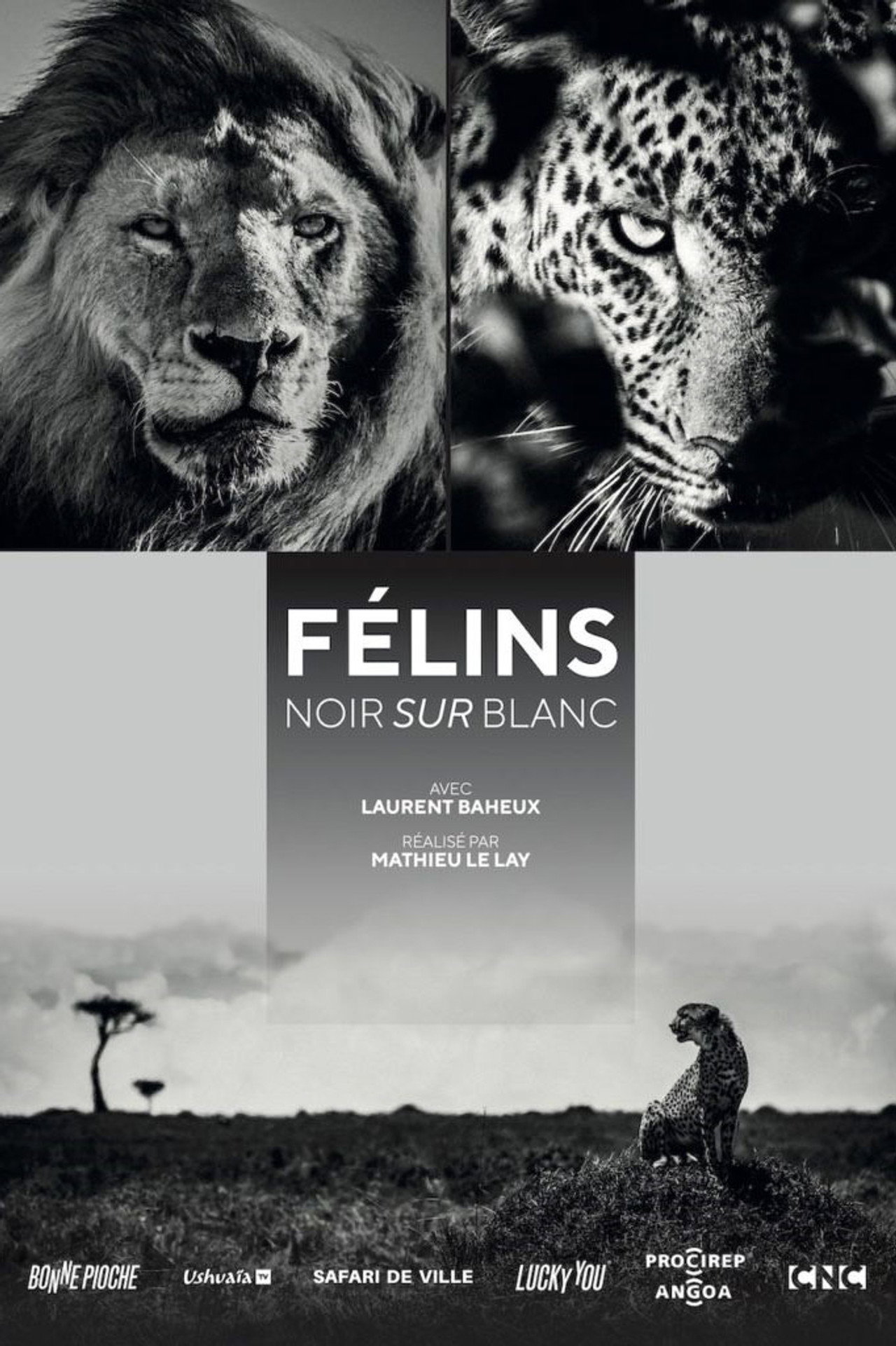 Félins, noir sur blanc