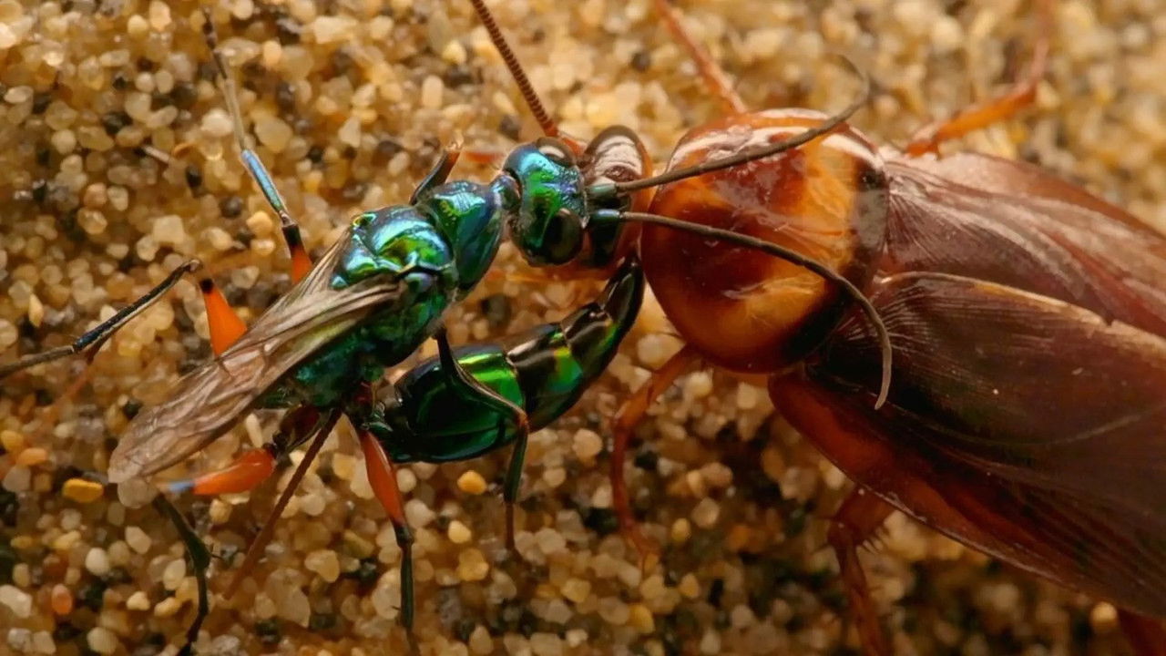 Drôle de nature — Ecole de Karaté pour Crevettes