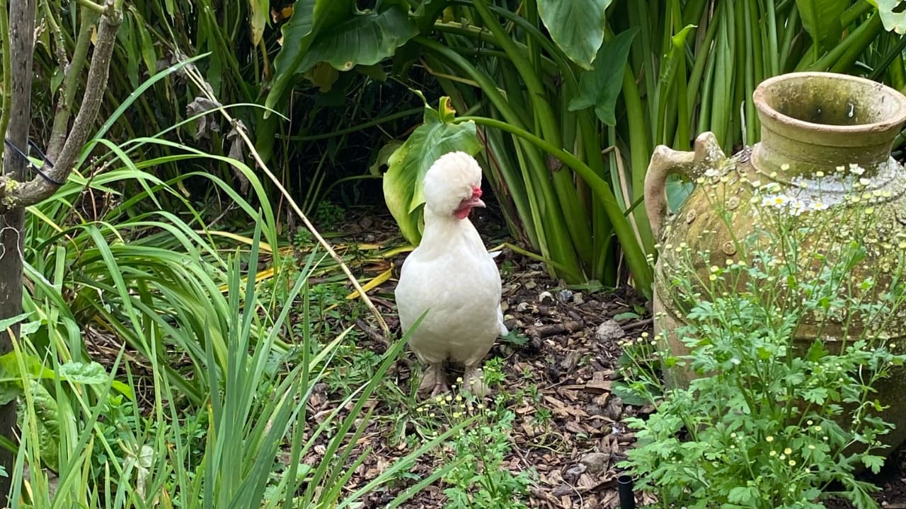 Chick and her chair