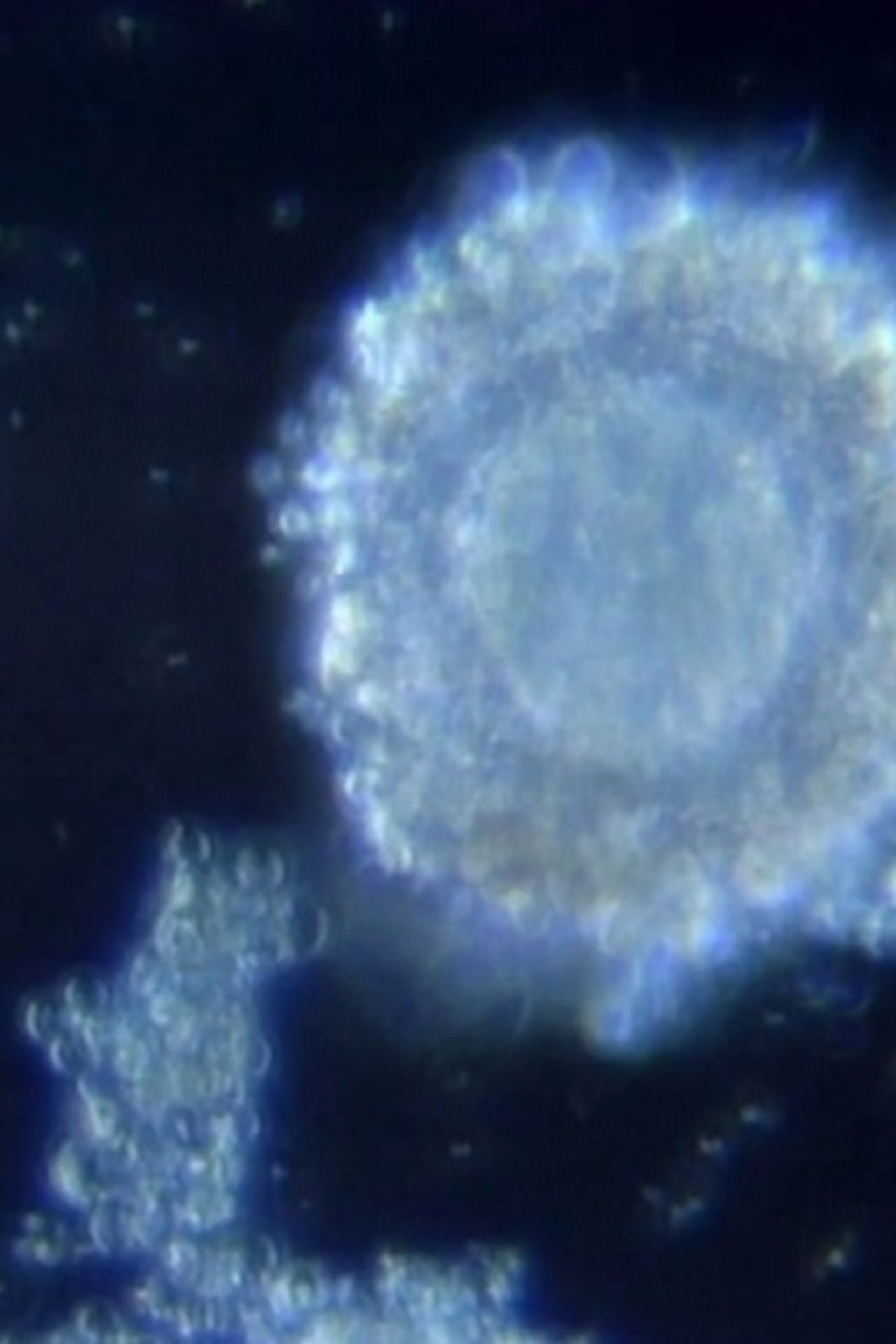مشاهدة فيلم Fertilization in Video مترجم بدون اعلانات - بوستر