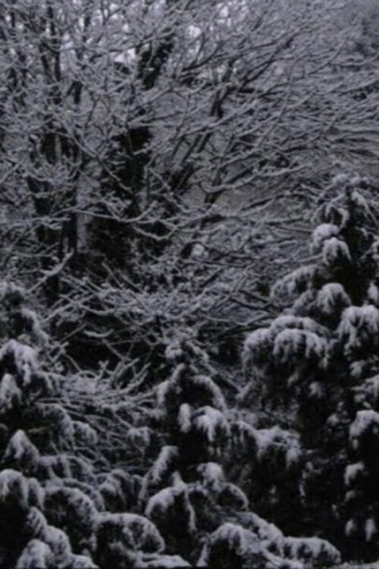 Snow Film filmaffisch