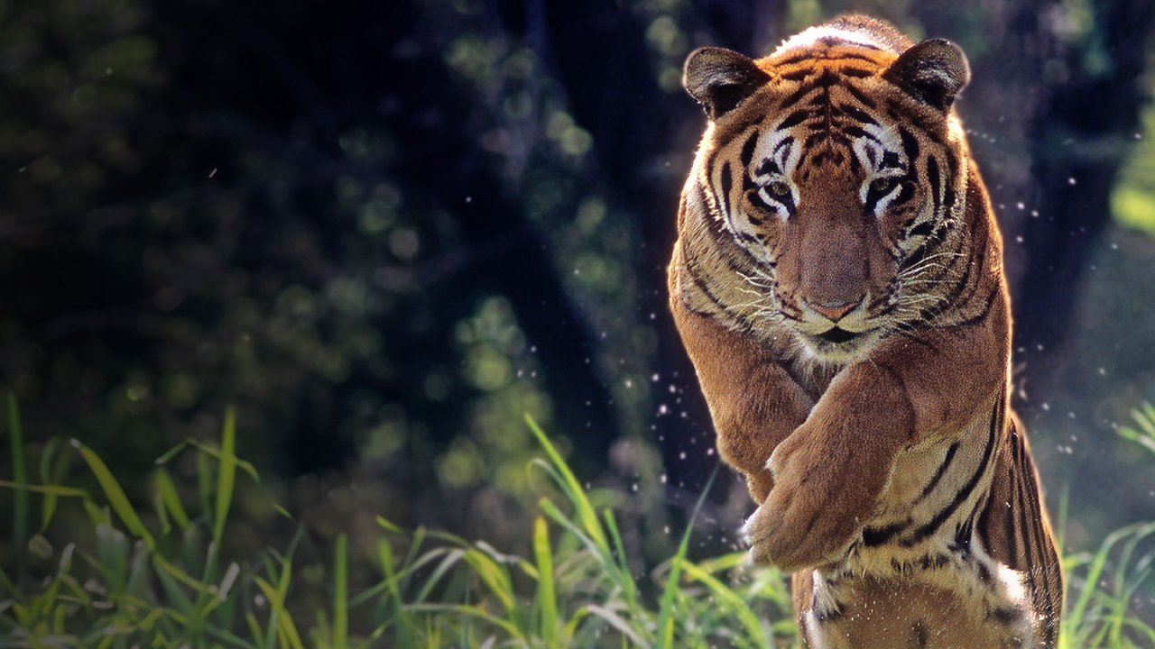 Extreme Animals