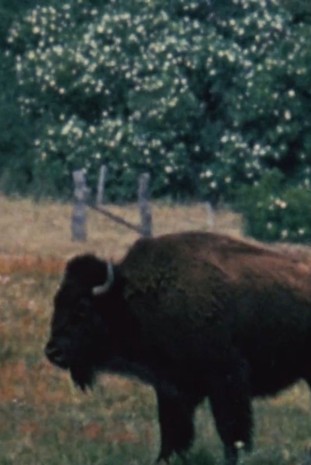 Bison