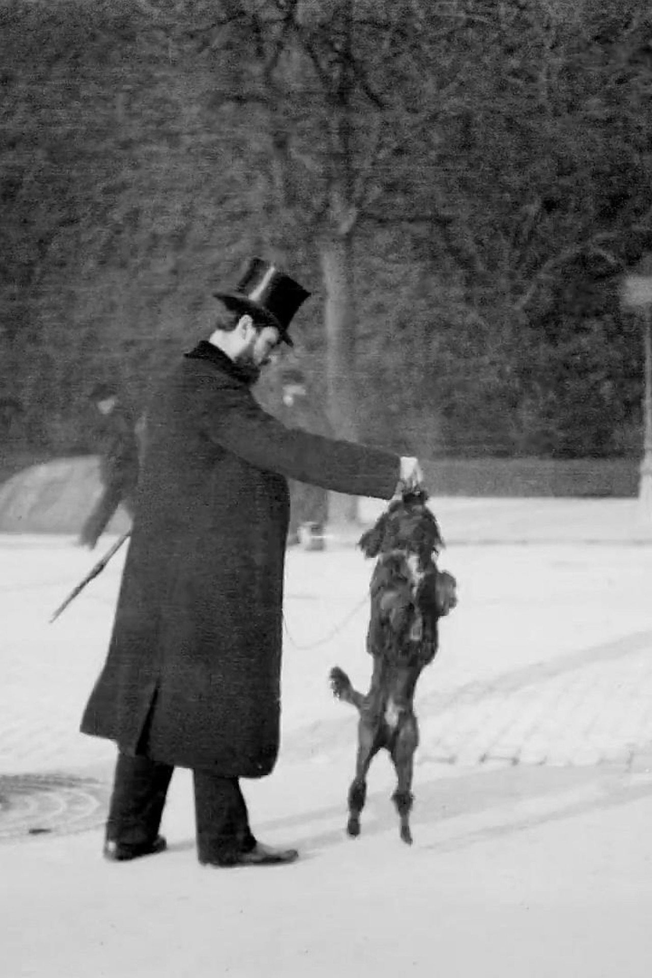 Chien Caniche Noir Sautant