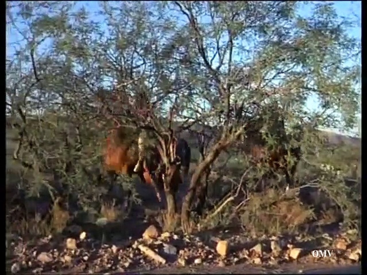 The High Chaparral - Season 3 Episode 12 : Alliance