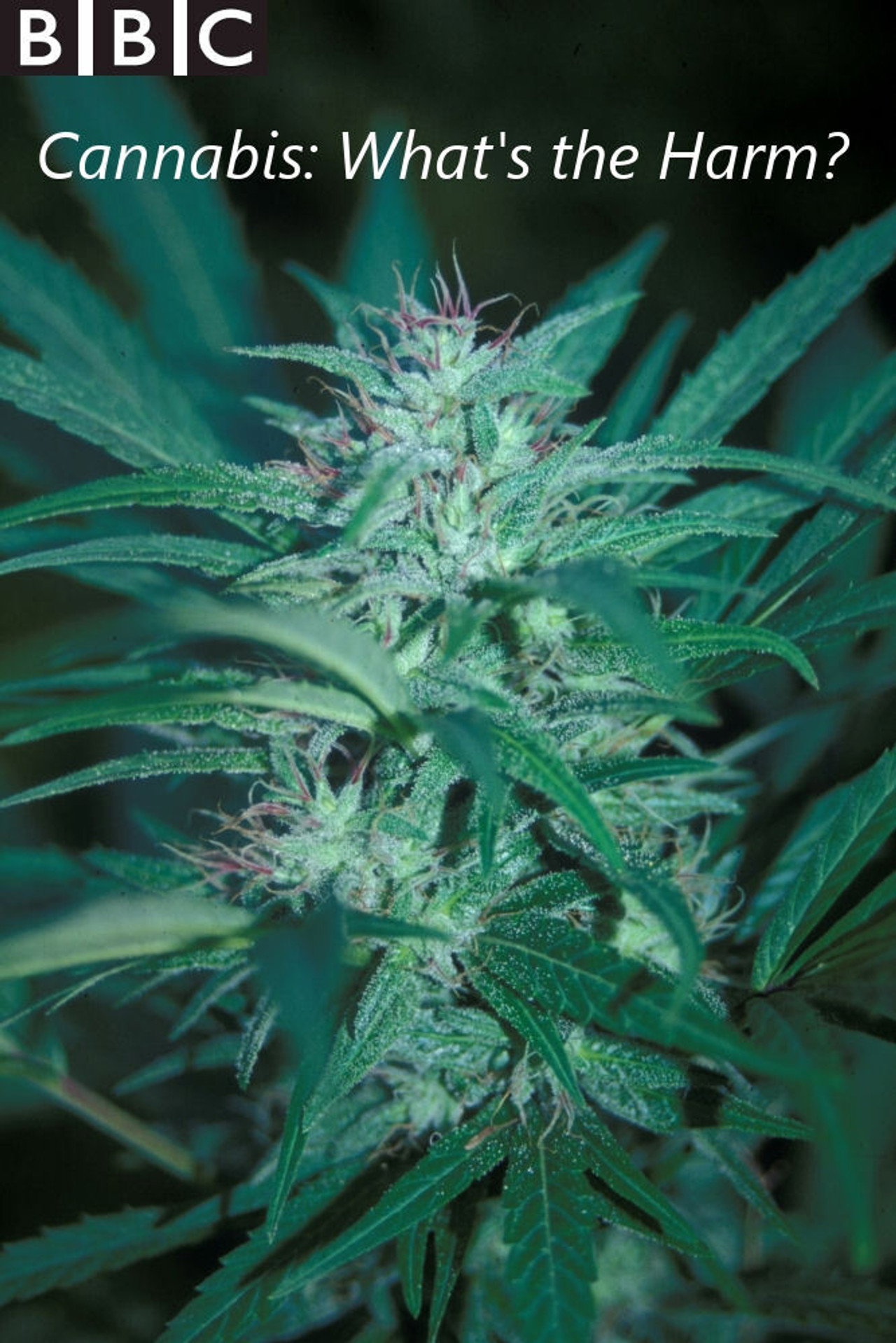 Cannabis: What's the Harm? affisch