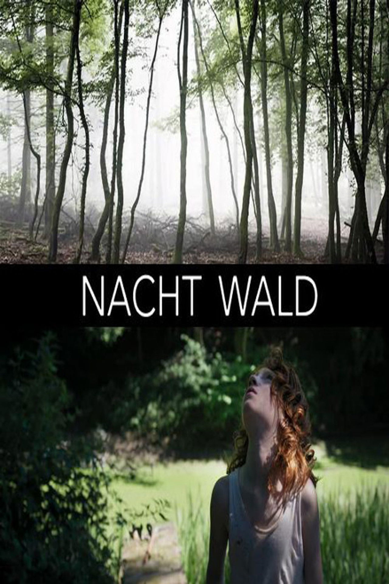Nacht Wald Backdrop