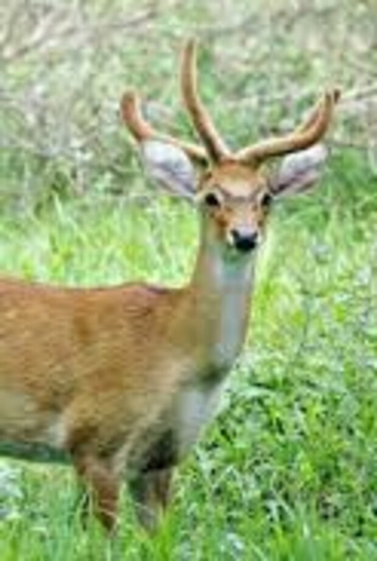Sangai: The Dancing Deer of Manipur filmaffisch