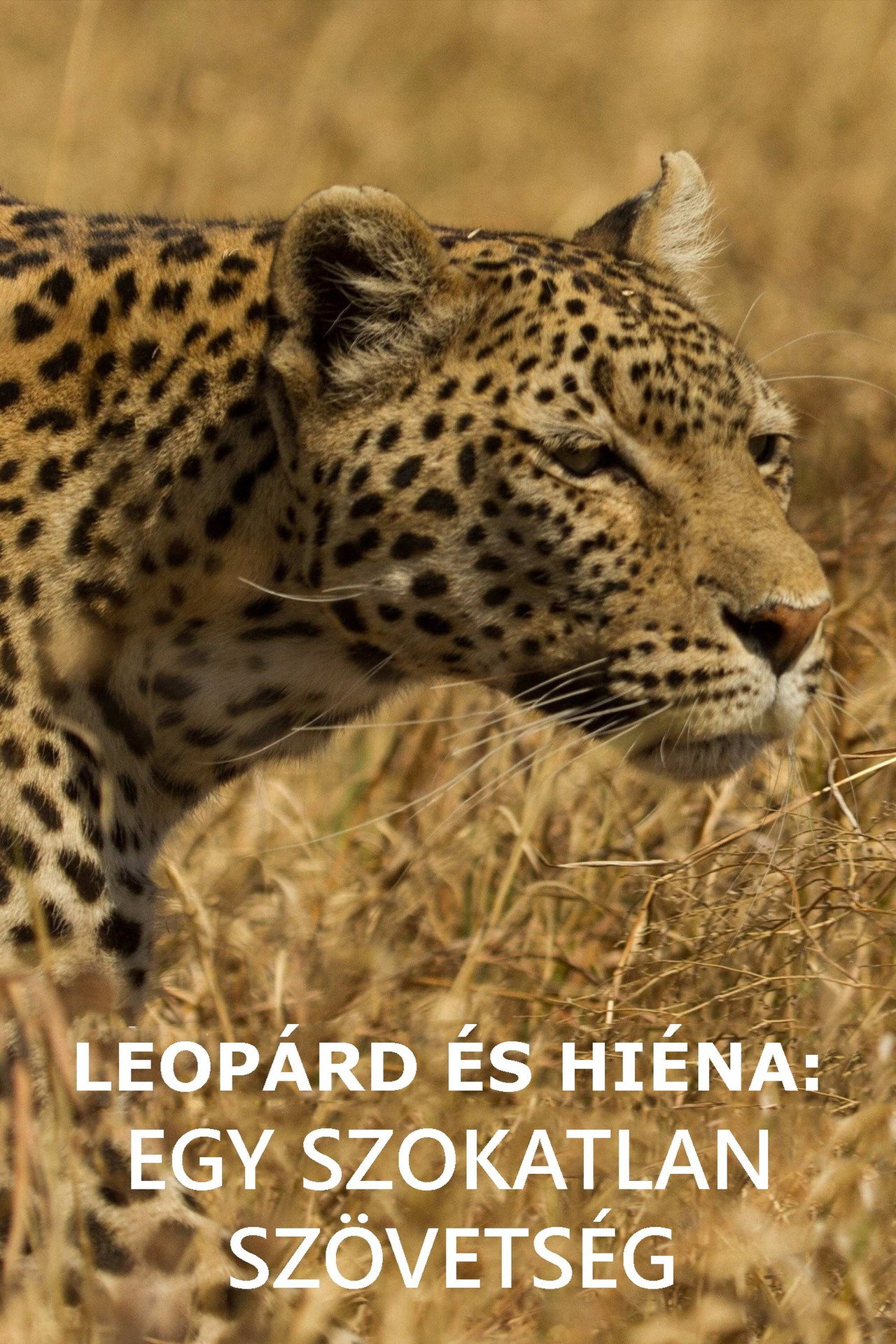 Leopárd és hiéna: egy szokatlan szövetség – plakát 3