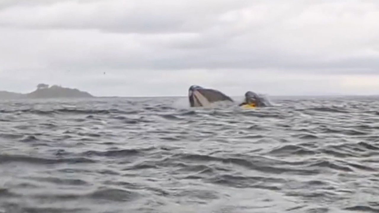 Le Dessous des images — Un kayakiste avalé par une baleine