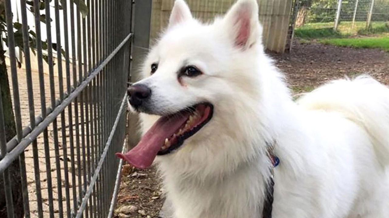 Die Unvermittelbaren - mit Martin Rütter — Épisode 2