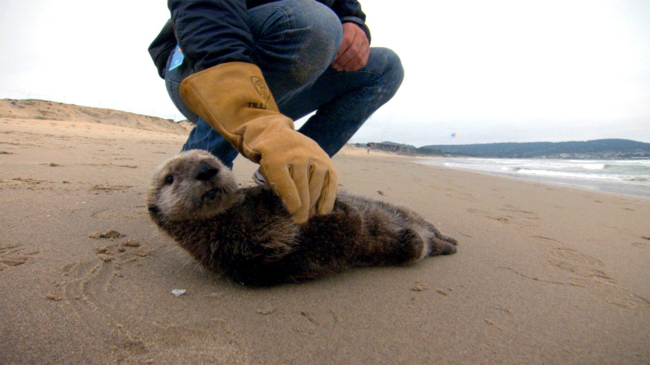 Nature - Season 32 Episode 1 : Saving Otter 501