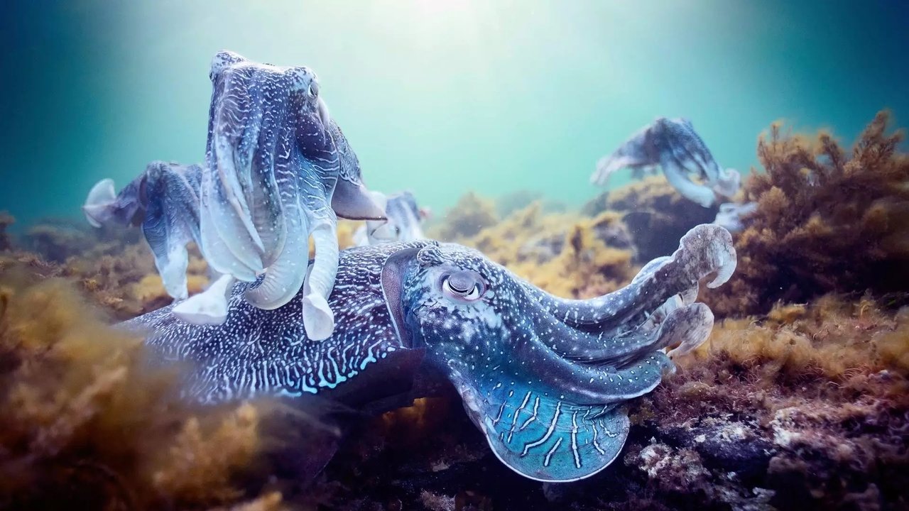 Blue Planet II - Season 0 Episode 1