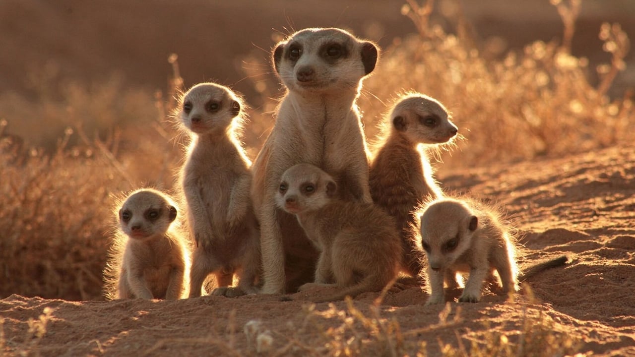 The Meerkats Backdrop Image