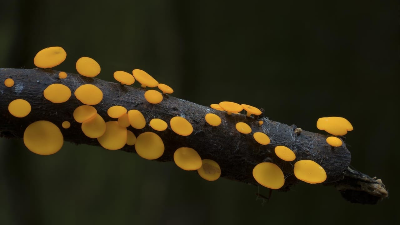 The Kingdom: How Fungi Made Our World background