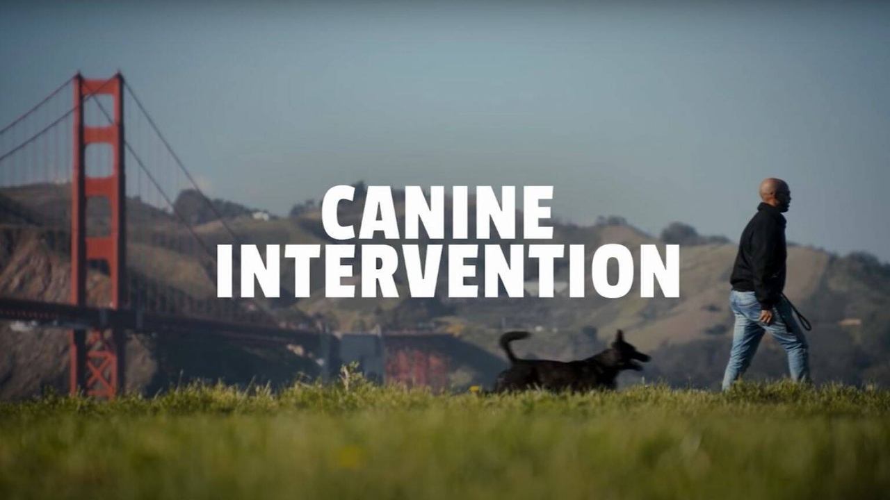 Canine Intervention background