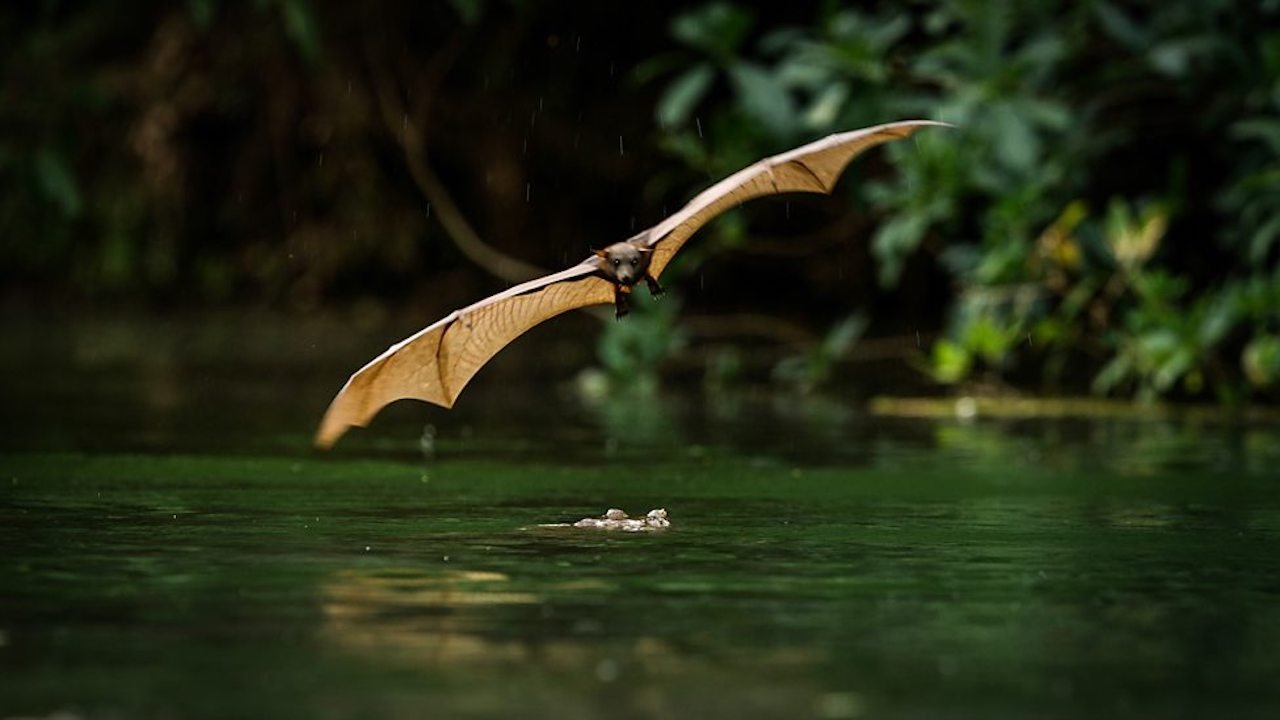 Wonders of the Monsoon