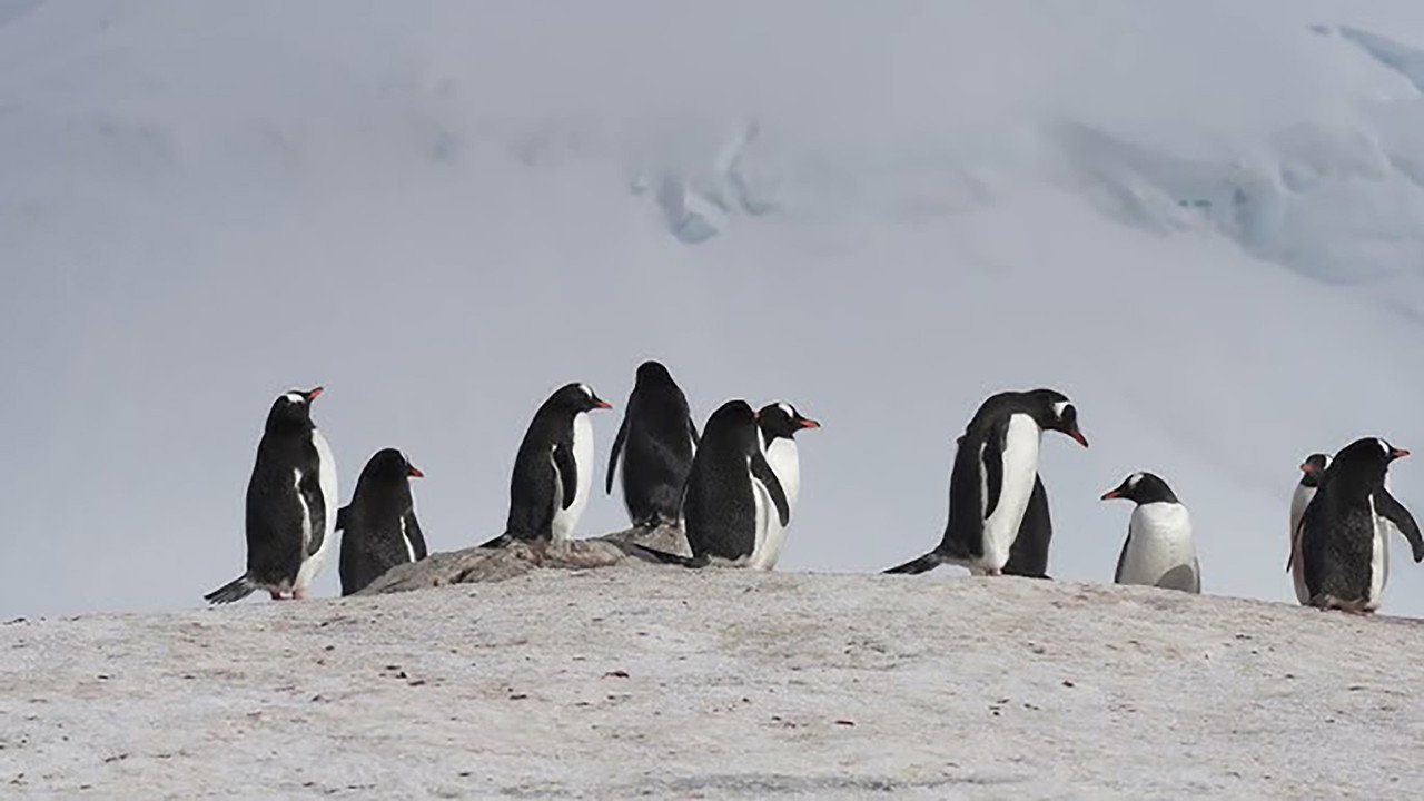 Meet The Penguins