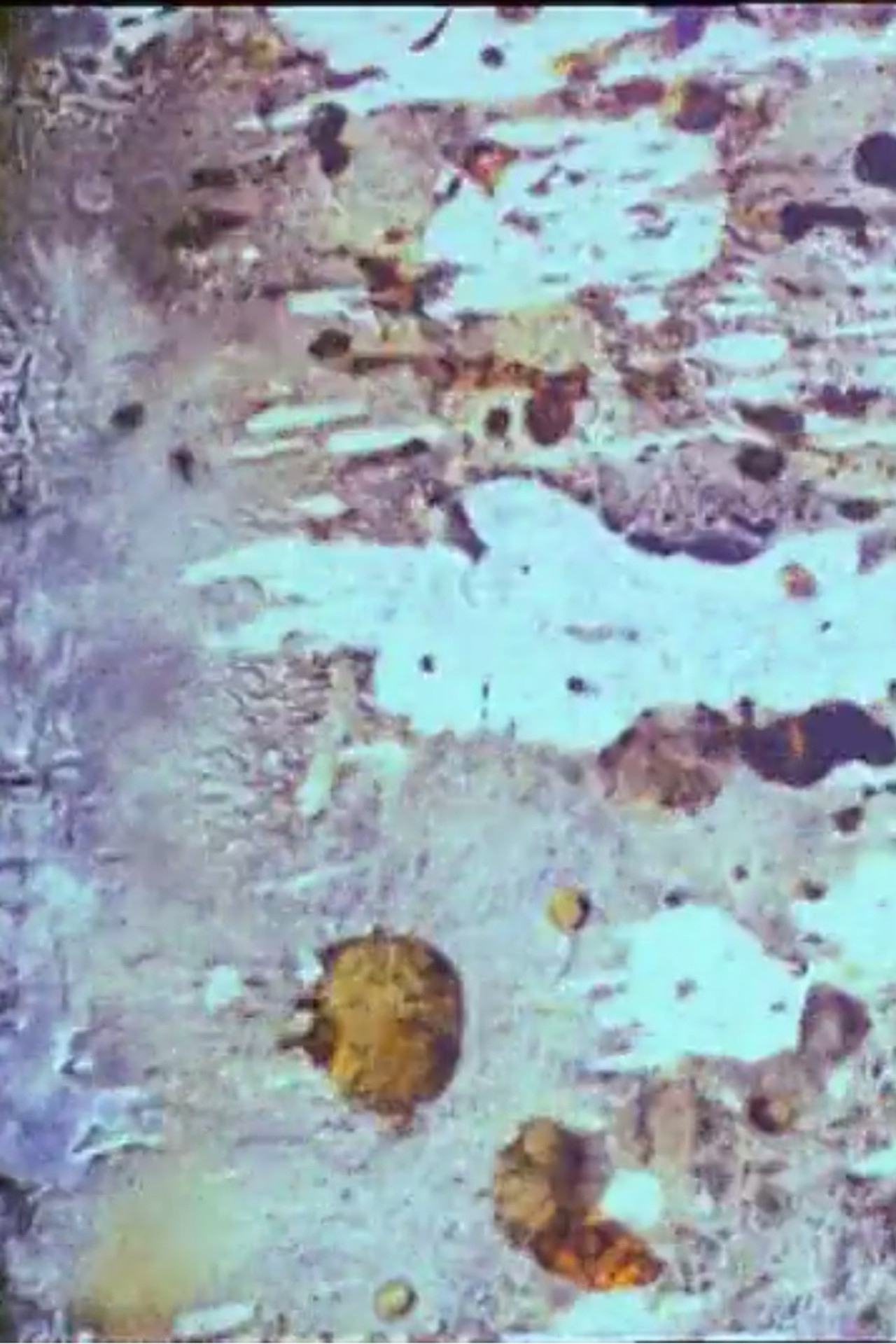 Beauty and the Beast Backdrop